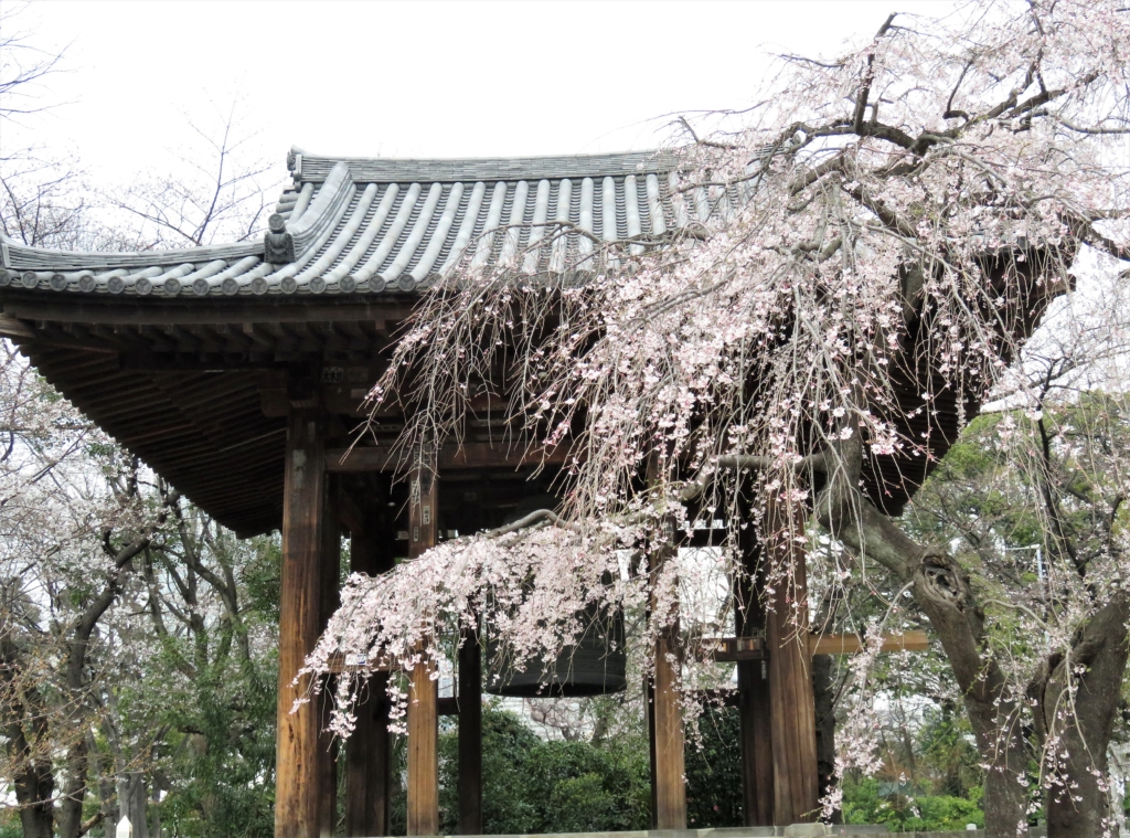 増上寺桜